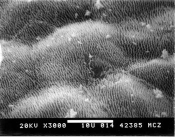 Media type: image; Herpetology R-11713